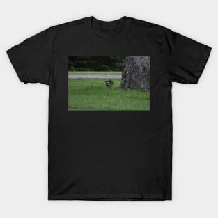 Baby Raccoon T-Shirt